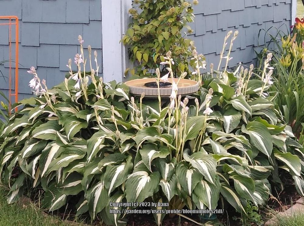 Photo of Hosta 'Night Before Christmas' uploaded by bloominholes2fill