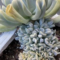 Location: My garden in Tampa, Florida
Date: 2023-05-07
My Echeveria 'Topsy Turvy' has a lot of emerging growths resembli