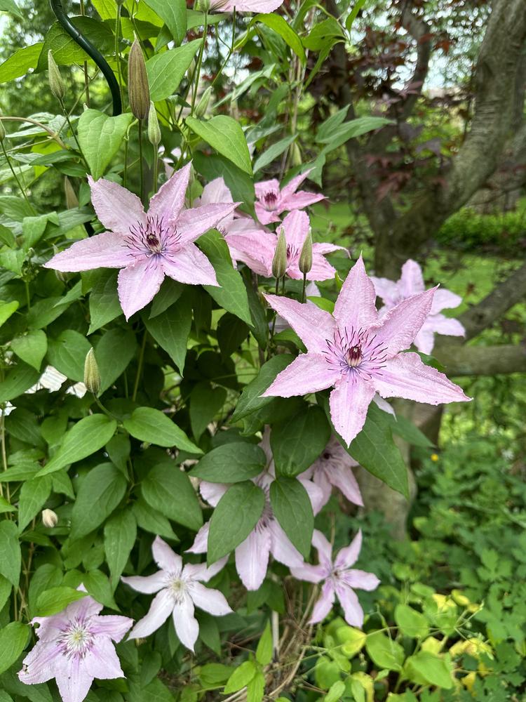 Photo of Clematis Pink Chiffon™ uploaded by Pupjr