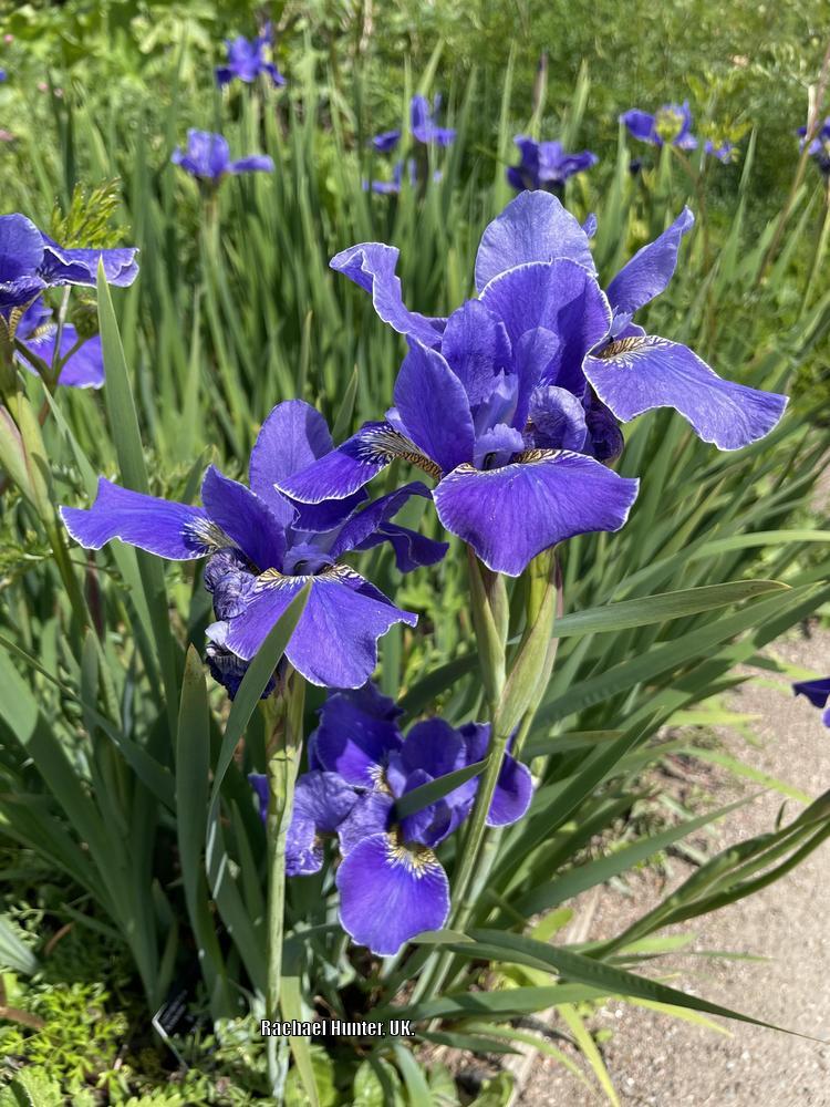 Photo of Siberian Iris (Iris 'Silver Edge') uploaded by RachaelHunter