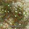 Pine barrens Stitchwort (Synonym: Arenaria caroliniana) #450; RAB