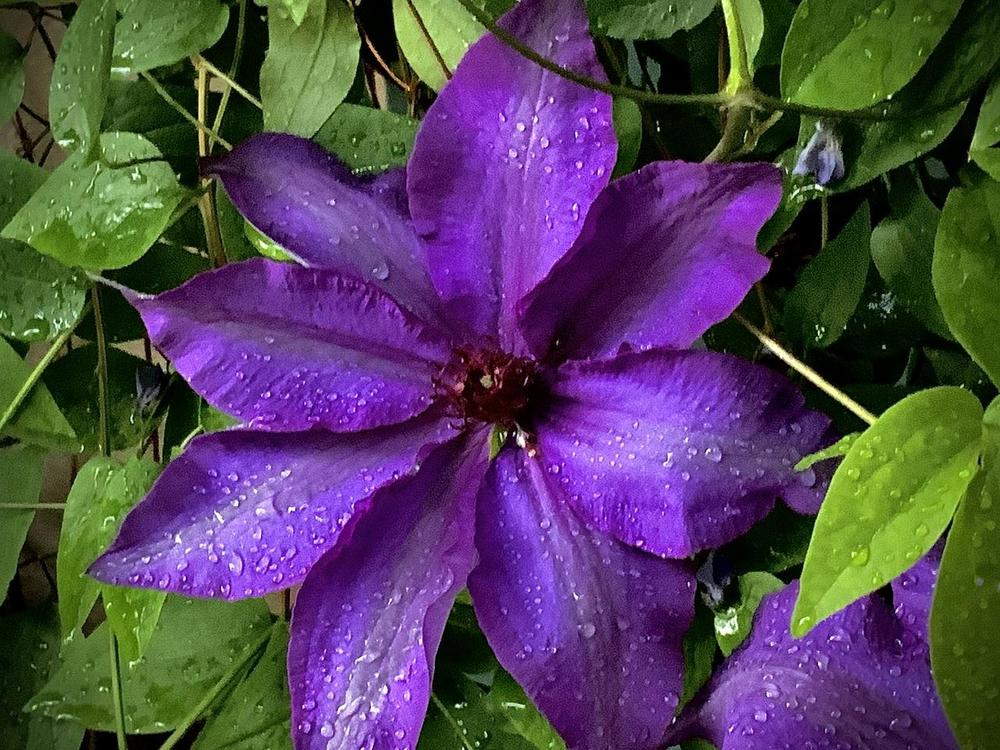 Photo of Clematis 'The President' uploaded by bumplbea