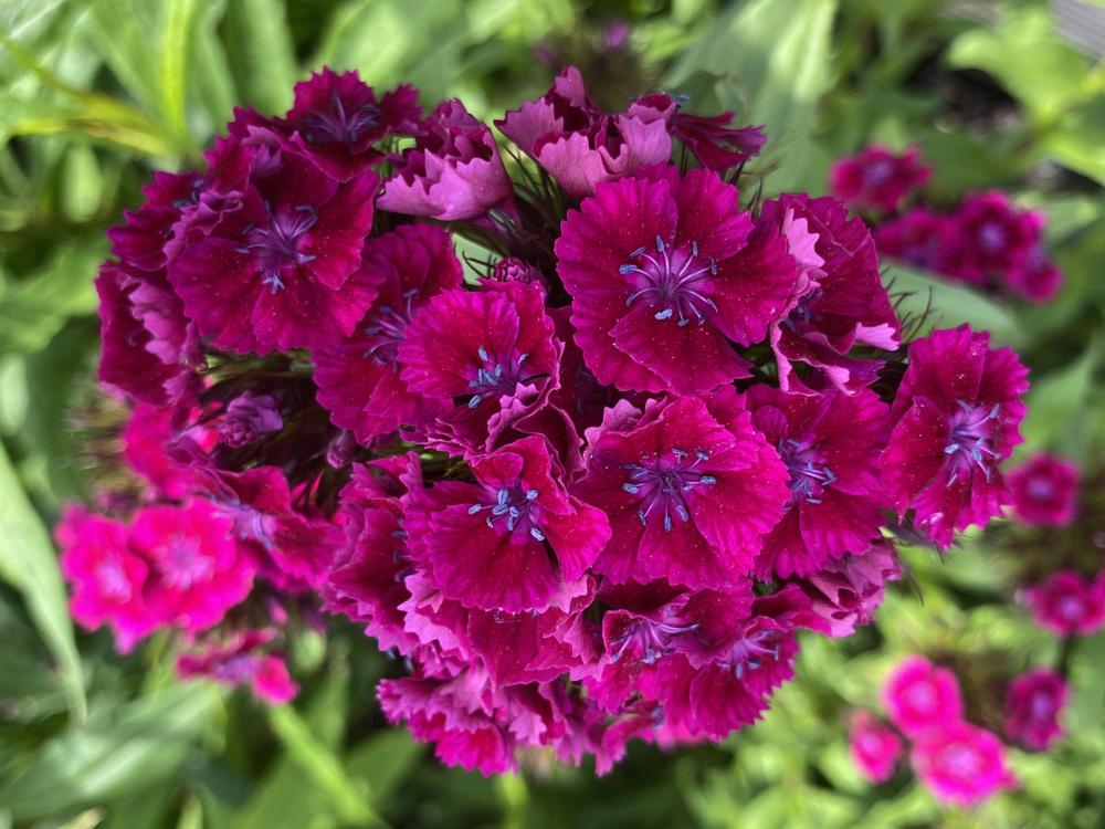 Photo of Sweet William (Dianthus barbatus) uploaded by csandt