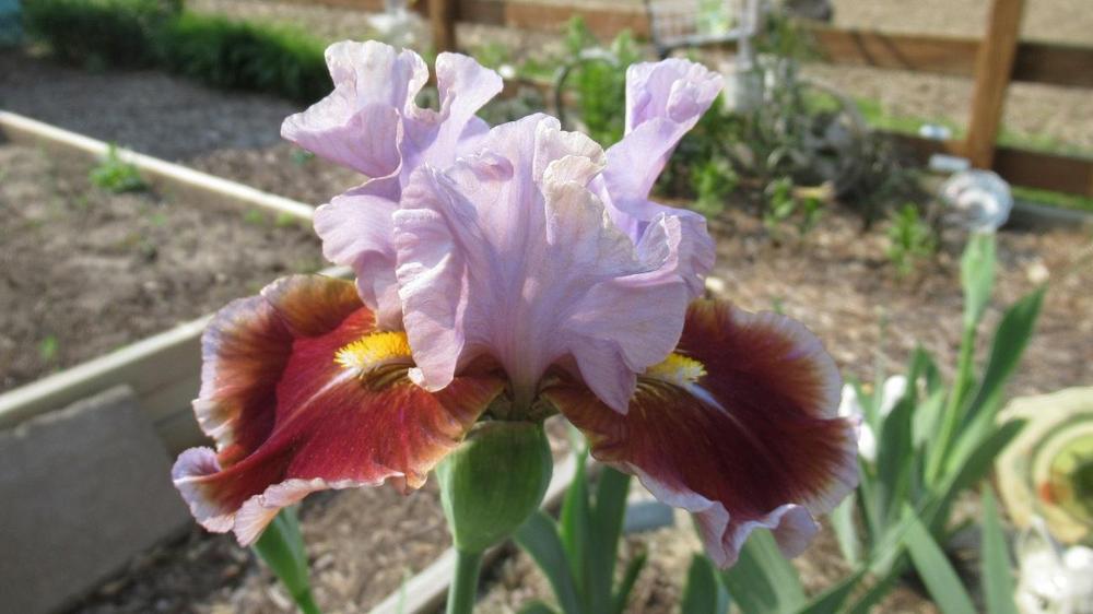 Photo of Intermediate Bearded Iris (Iris 'Man's Best Friend') uploaded by gardenglassgems