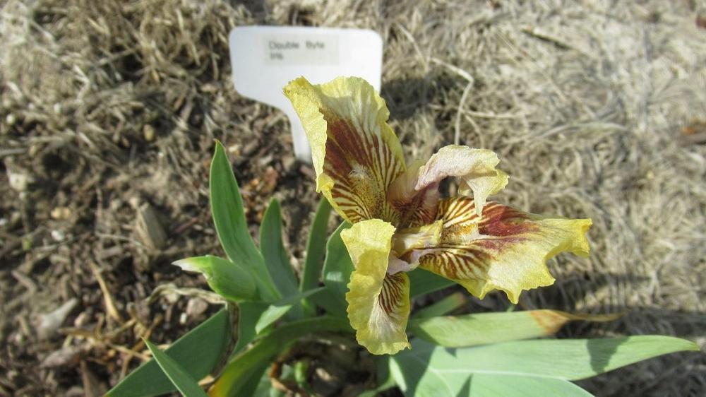 Photo of Standard Dwarf Bearded Iris (Iris 'Double Byte') uploaded by gardenglassgems