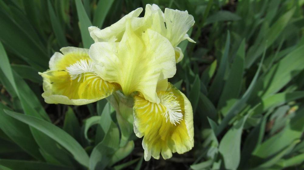 Photo of Standard Dwarf Bearded Iris (Iris 'With Castanets') uploaded by gardenglassgems