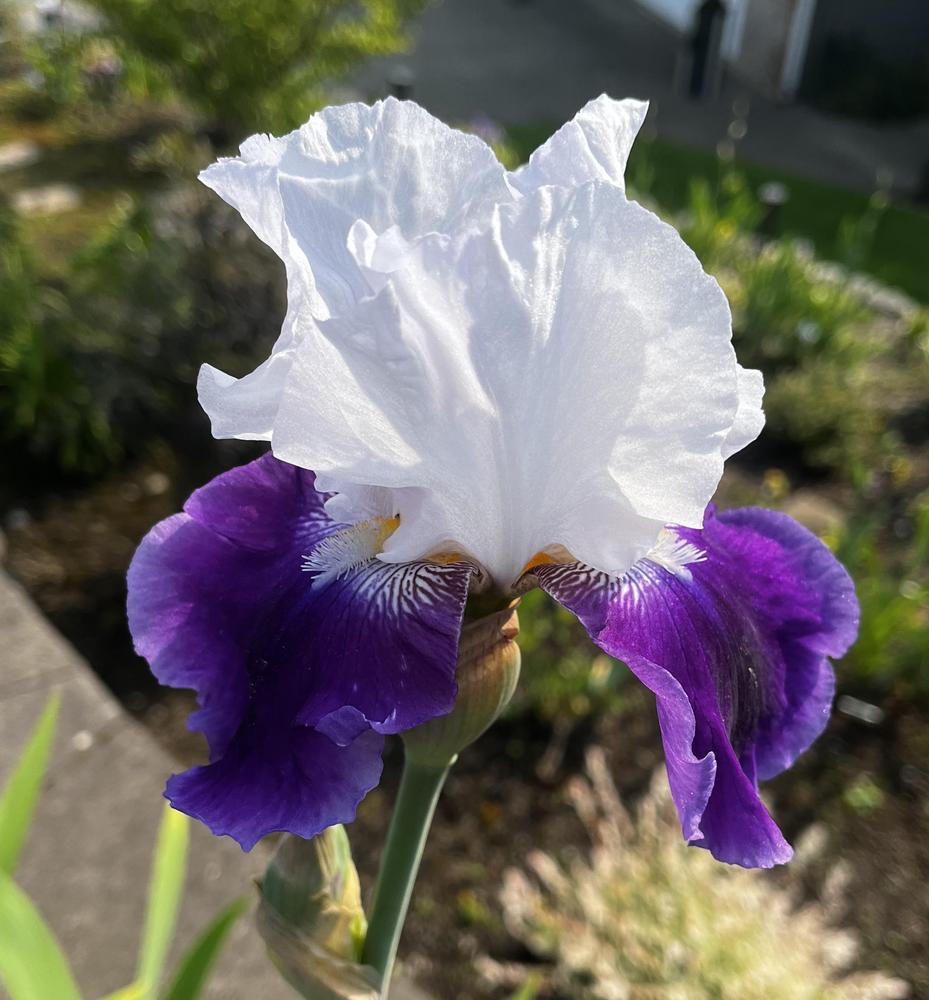 Photo of Tall Bearded Iris (Iris 'Royal Storm') uploaded by imnotmike