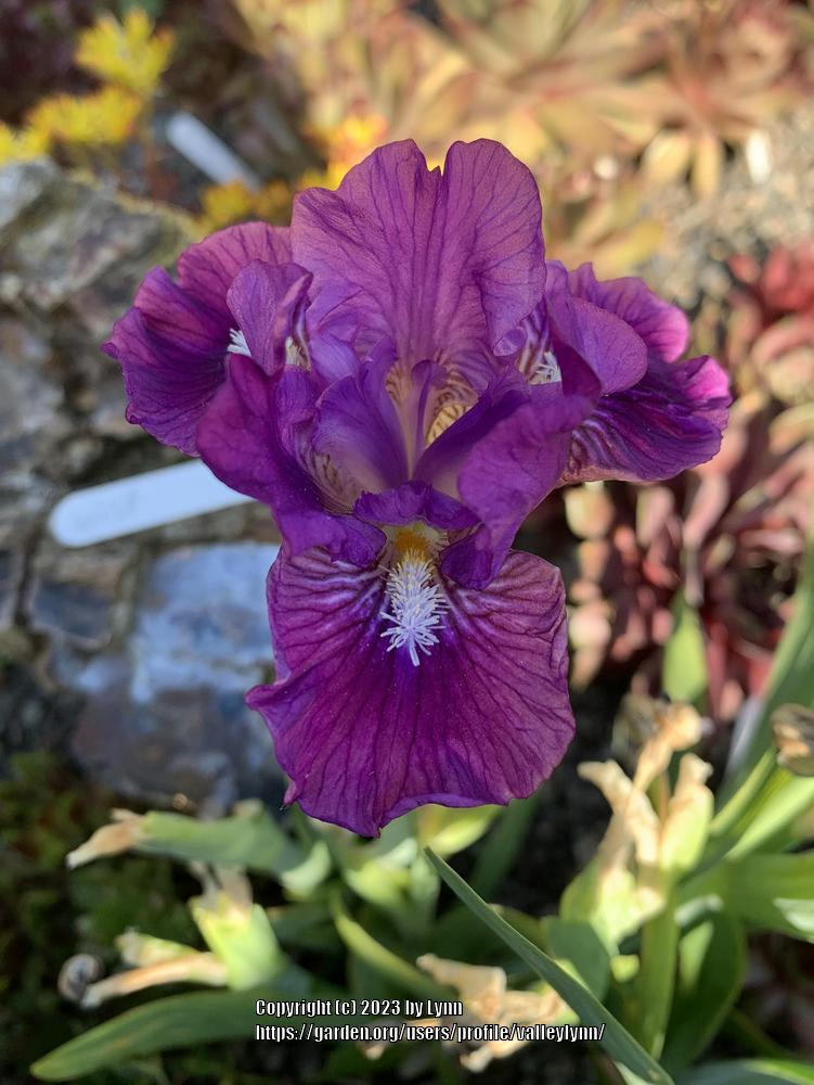 Photo of Miniature Dwarf Bearded Iris (Iris 'Wise') uploaded by valleylynn