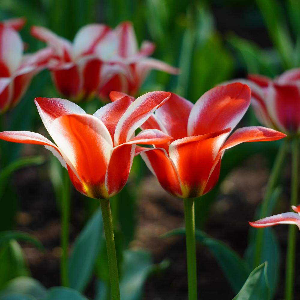 Photo of Tulip (Tulipa greigii 'Pinocchio') uploaded by D3LL