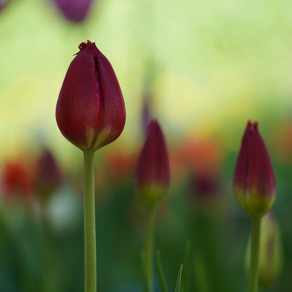 Photo of Fringed Tulip (Tulipa 'Calibra') uploaded by D3LL