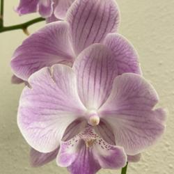 Location: My garden in Tampa, Florida
Date: 2023-05-20
My new orchid rescue!
