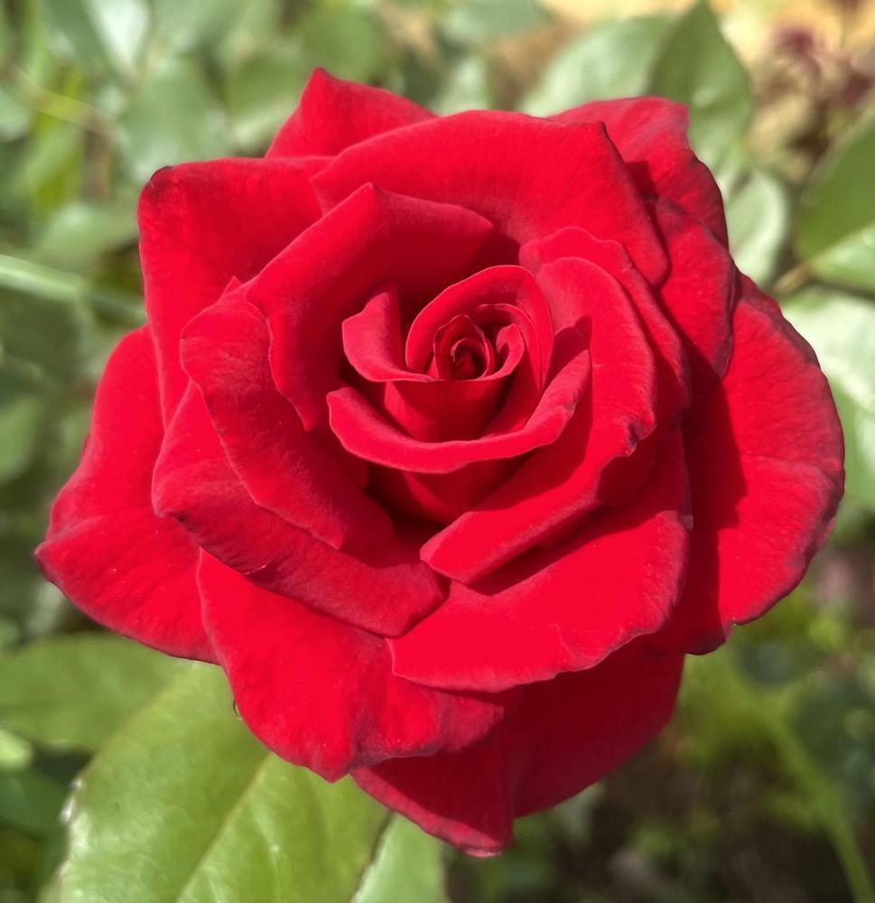 Photo of Hybrid Tea Rose (Rosa 'Mister Lincoln') uploaded by KatWoytek
