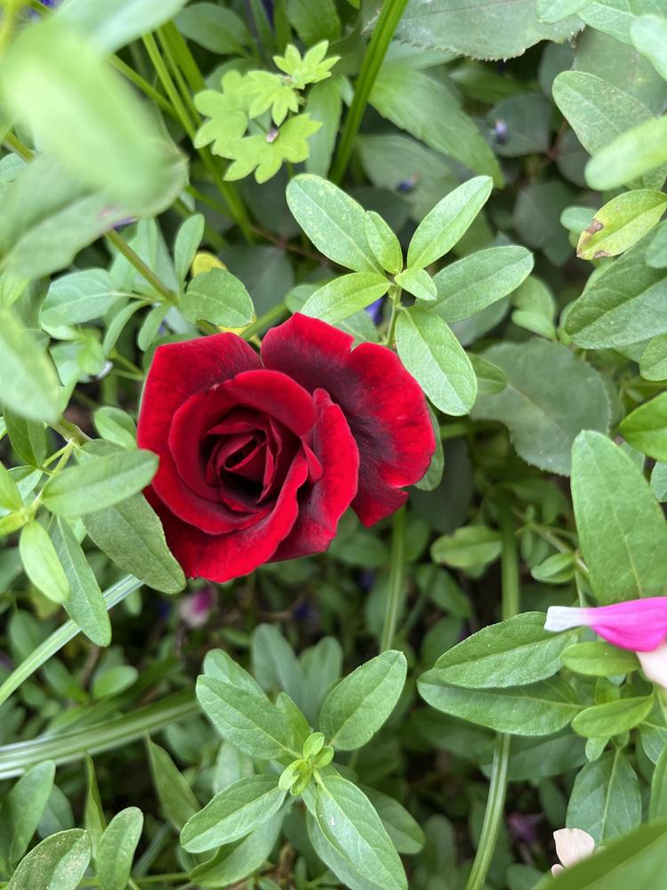 Photo of Rose (Rosa 'Don Juan') uploaded by KatWoytek