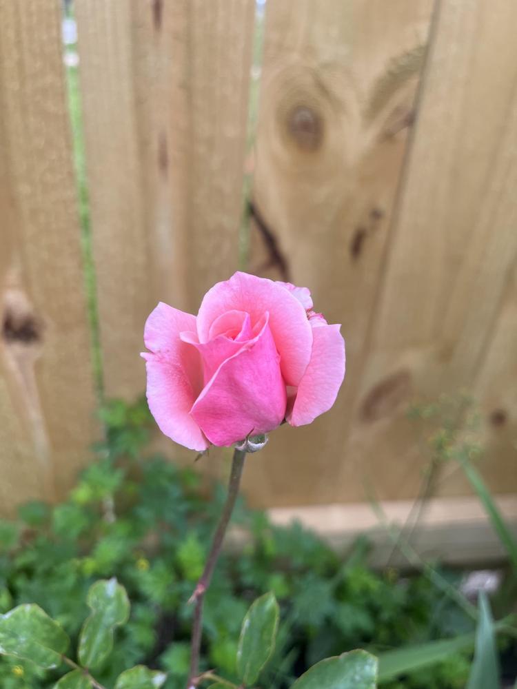 Photo of Rose (Rosa 'Queen Elizabeth') uploaded by KatWoytek
