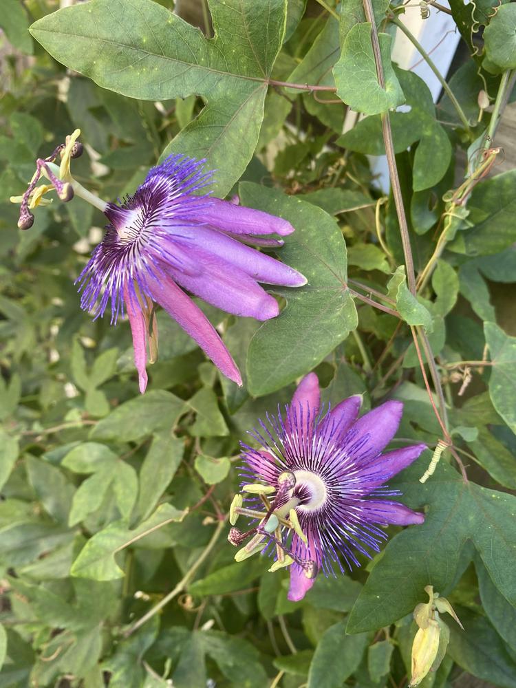 Photo of Amethyst Passion Flower (Passiflora 'Lavender Lady') uploaded by KatWoytek