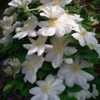 Long living clematis - Clematis Lanuginosa Candida - purchased in