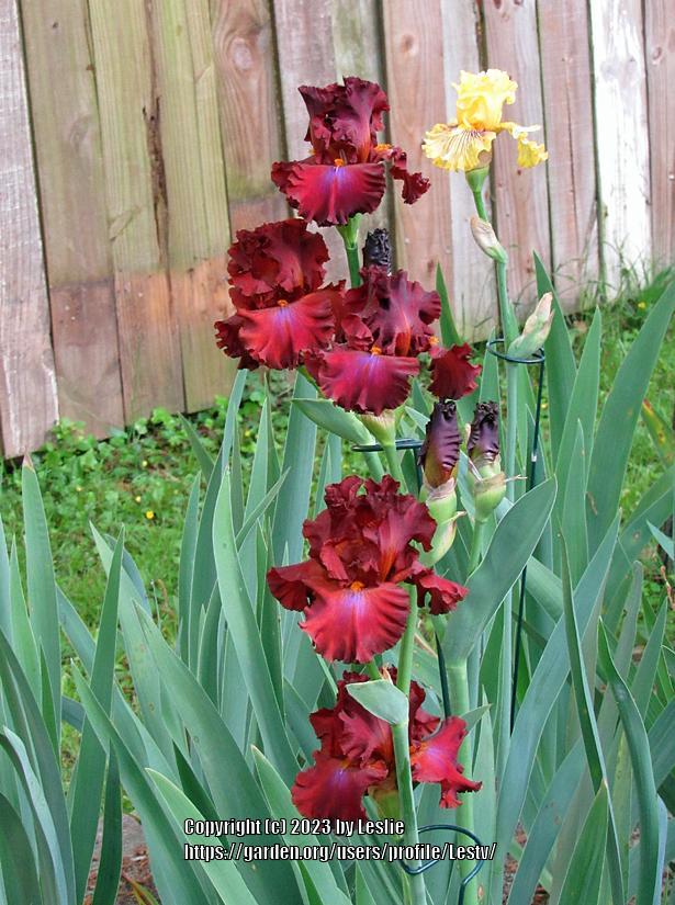 Photo of Tall Bearded Iris (Iris 'Cherokee Blaze') uploaded by Lestv