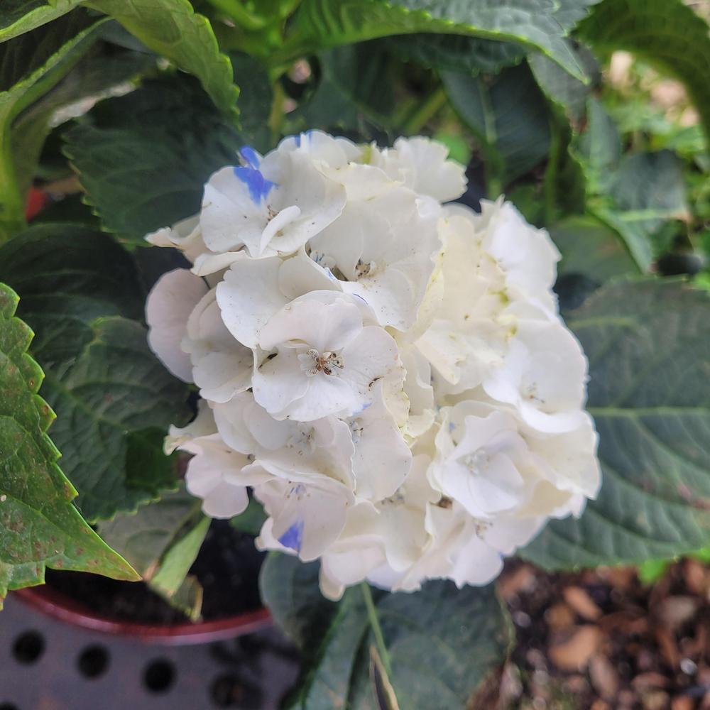 Photo of Mophead Hydrangea (Hydrangea macrophylla 'White Robe') uploaded by patriciahuling