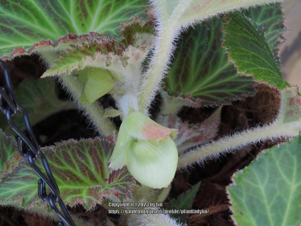 Photo of Hybrid Tuberous Begonia (Begonia x tuberhybrida) uploaded by plantladylin