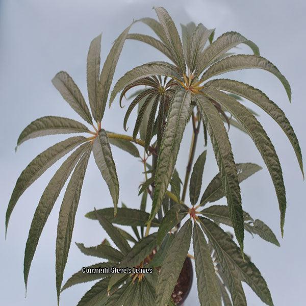 Photo of Palm-leaf Begonia (Begonia luxurians) uploaded by Calif_Sue