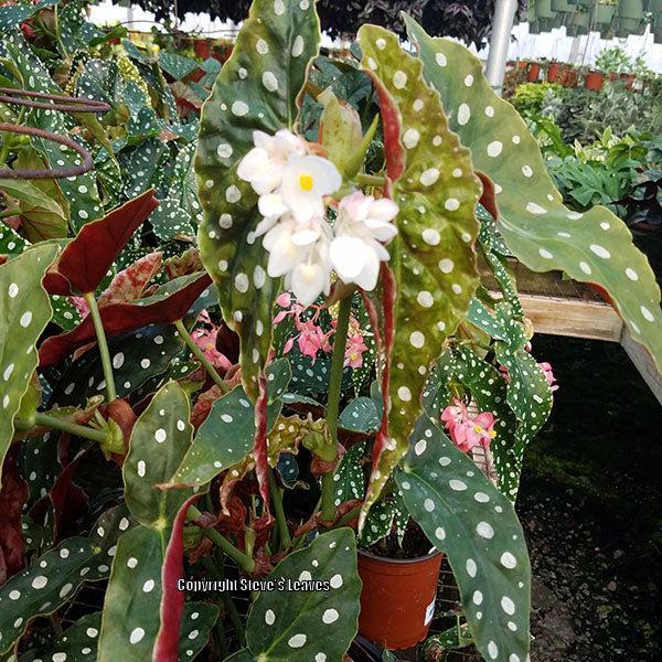 Photo of Polka Dot Begonia (Begonia maculata) uploaded by Calif_Sue