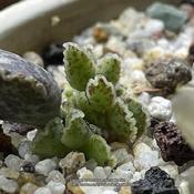 A relatively large callus formed on this propagated leaf with an 