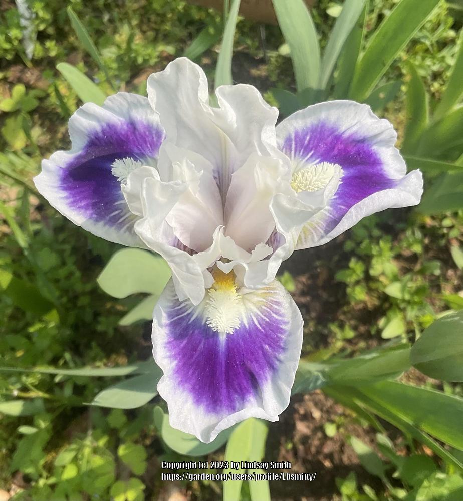 Photo of Standard Dwarf Bearded Iris (Iris 'Riveting') uploaded by Lbsmitty