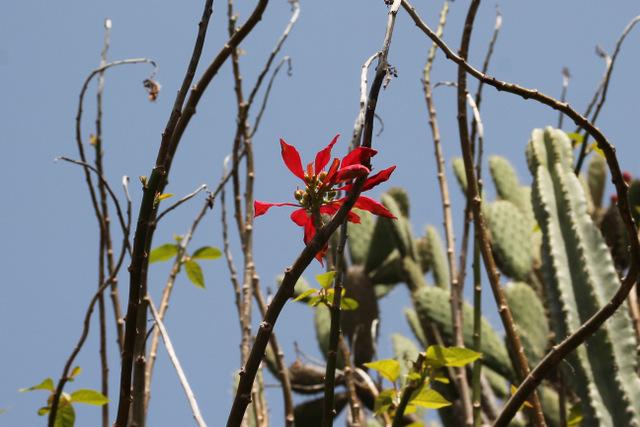 Photo of Poinsettia (Euphorbia pulcherrima) uploaded by RuuddeBlock