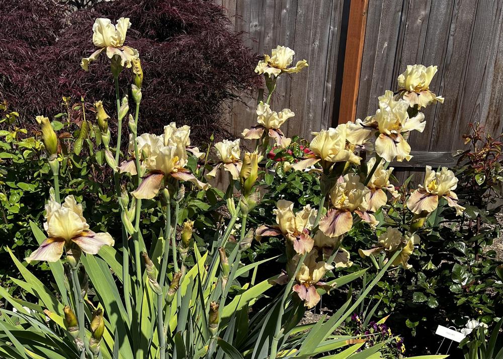 Photo of Tall Bearded Iris (Iris 'Thornbird') uploaded by imnotmike