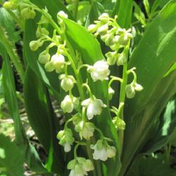 Location: Toronto, Ontario
Date: 2023-05-18
Lily of the Valley (Convallaria majalis 'Prolificans').
