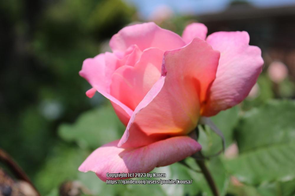 Photo of Hybrid Tea Rose (Rosa 'Tiffany') uploaded by kousa