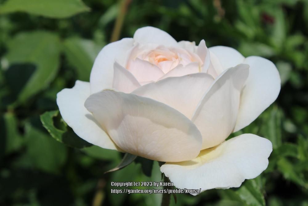 Photo of Rose (Rosa 'Winchester Cathedral') uploaded by kousa