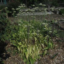 Location: Seattle, WA
Date: 2023-05-19
Stand of "volunteer" Allium nigrum flower stalks