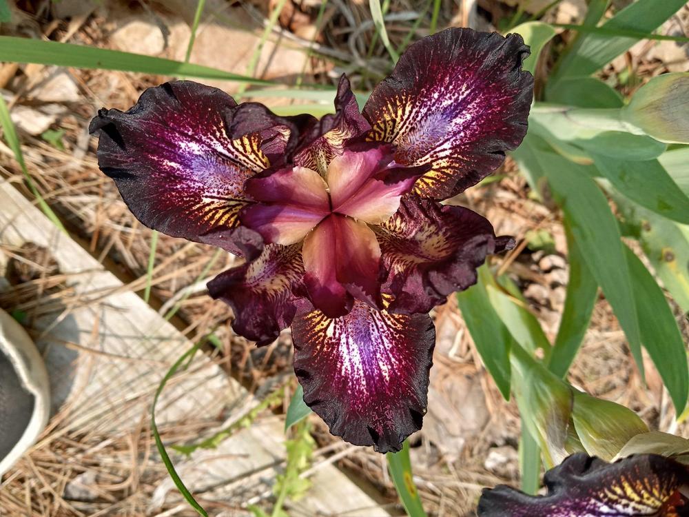 Photo of Standard Dwarf Bearded Iris (Iris 'Buster') uploaded by Elfenqueen