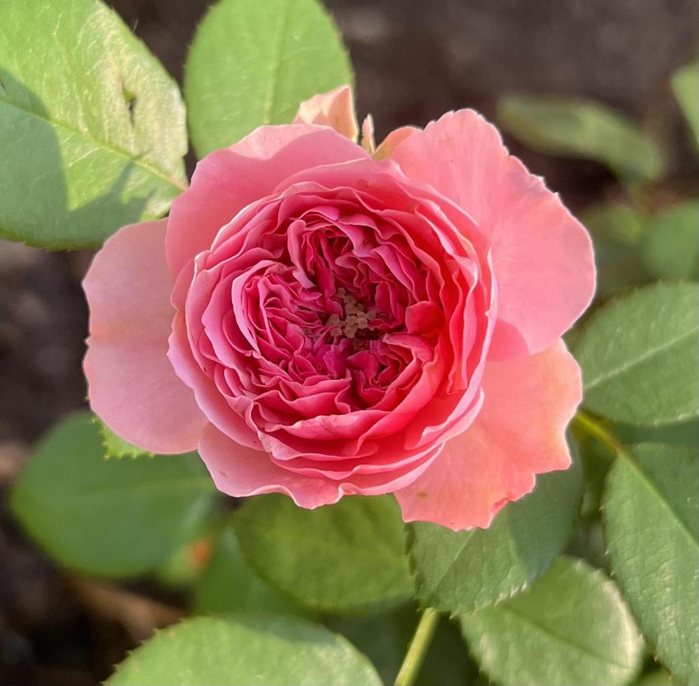Photo of Rose (Rosa 'Leonardo da Vinci') uploaded by KatWoytek