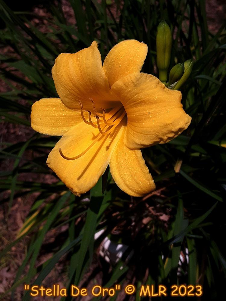 Photo of Daylily (Hemerocallis 'Stella de Oro') uploaded by MLR11