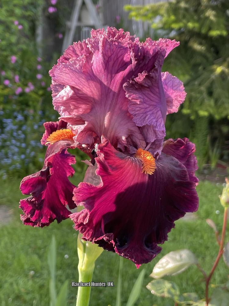 Photo of Tall Bearded Iris (Iris 'Rarer than Rubies') uploaded by RachaelHunter