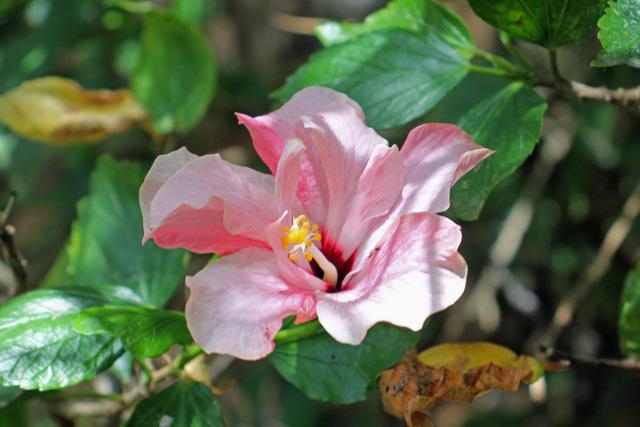 Photo of Tropical Hibiscuses (Hibiscus rosa-sinensis) uploaded by RuuddeBlock