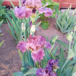 Location: East facing garden zone 6b
Date: May 2023
Here is an example of the different colors this iris goes through