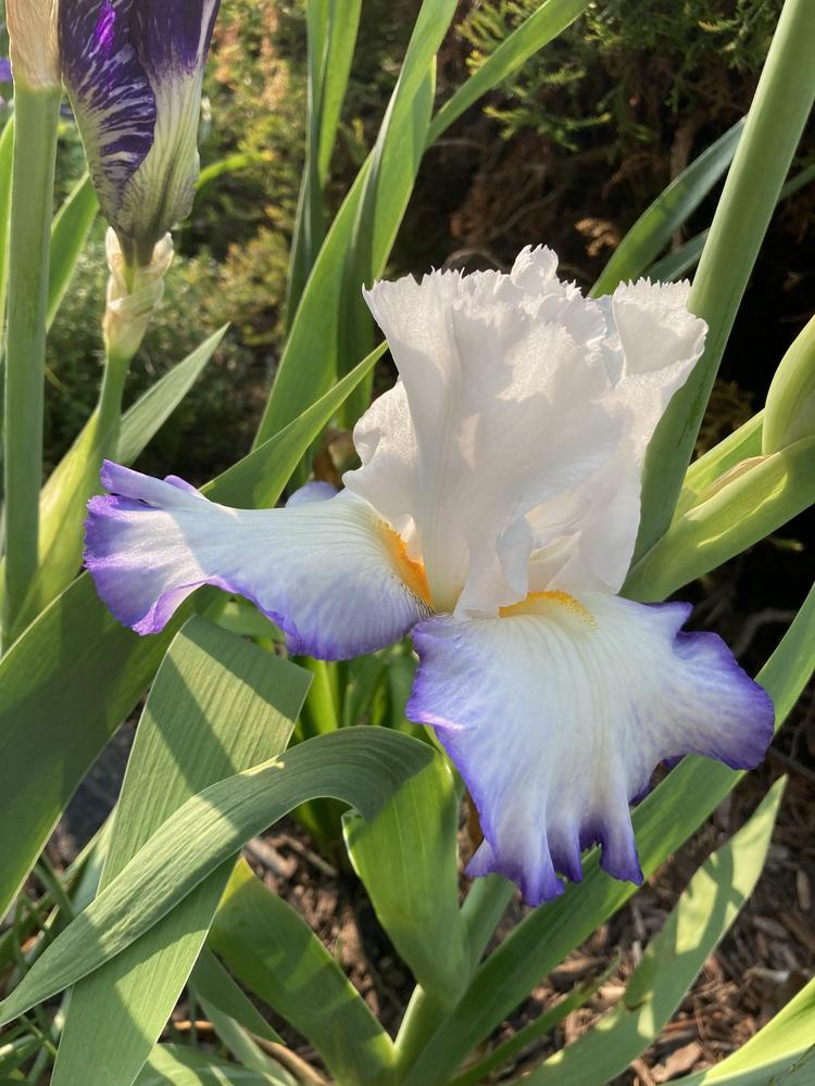 Photo of Tall Bearded Iris (Iris 'Queen's Circle') uploaded by sucrose