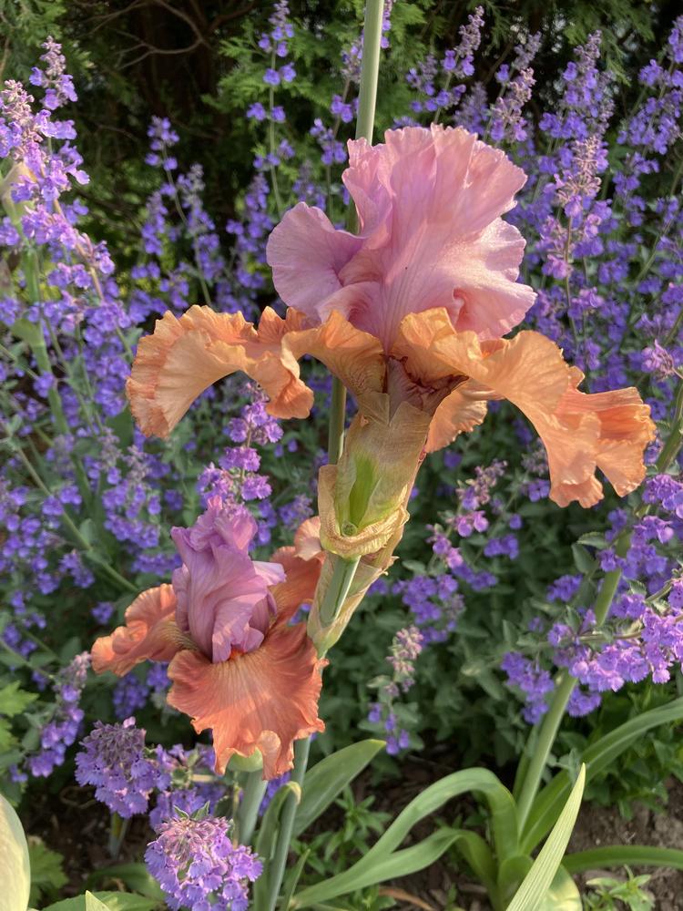 Photo of Tall Bearded Iris (Iris 'Adoree') uploaded by sucrose