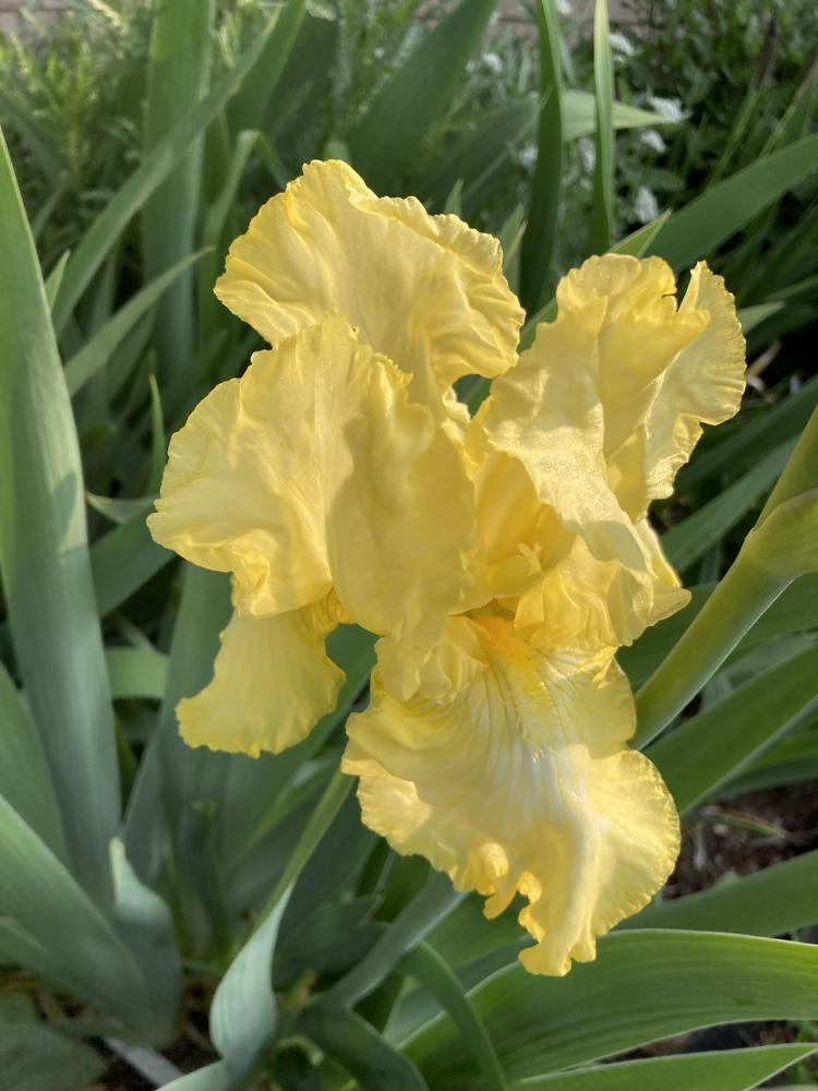 Photo of Tall Bearded Iris (Iris 'Harvest of Memories') uploaded by sucrose