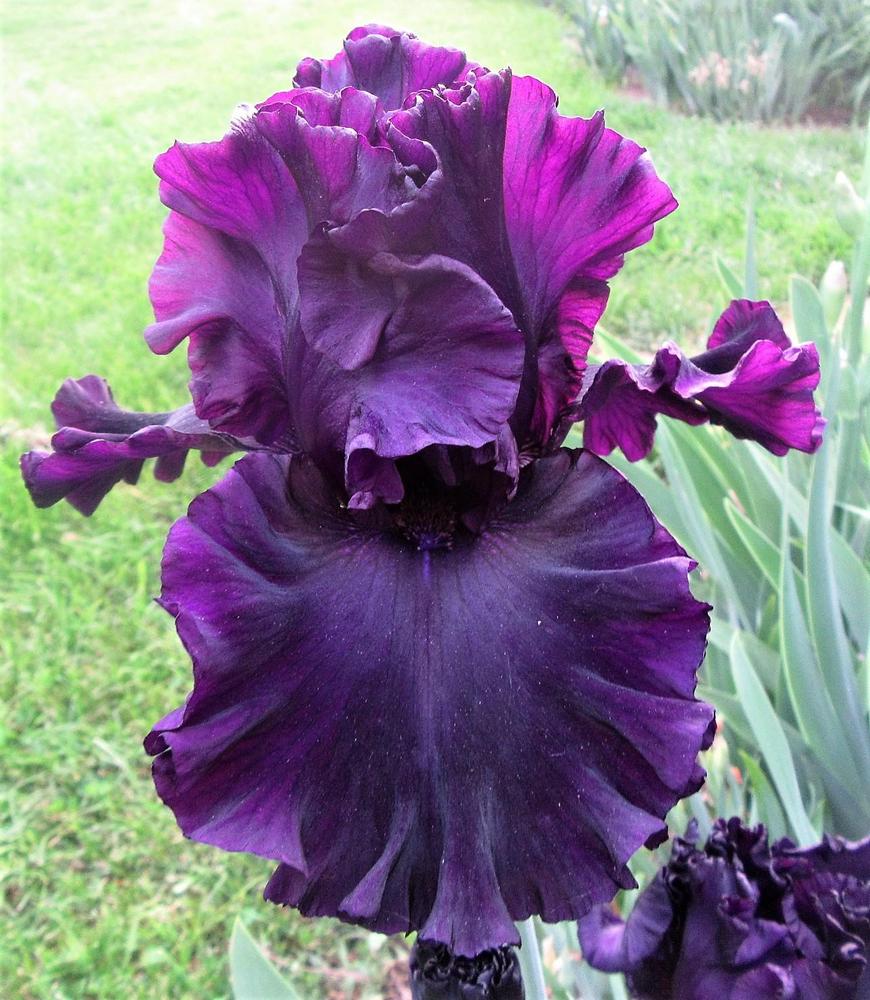 Photo of Tall Bearded Iris (Iris 'Noble Gesture') uploaded by tveguy3