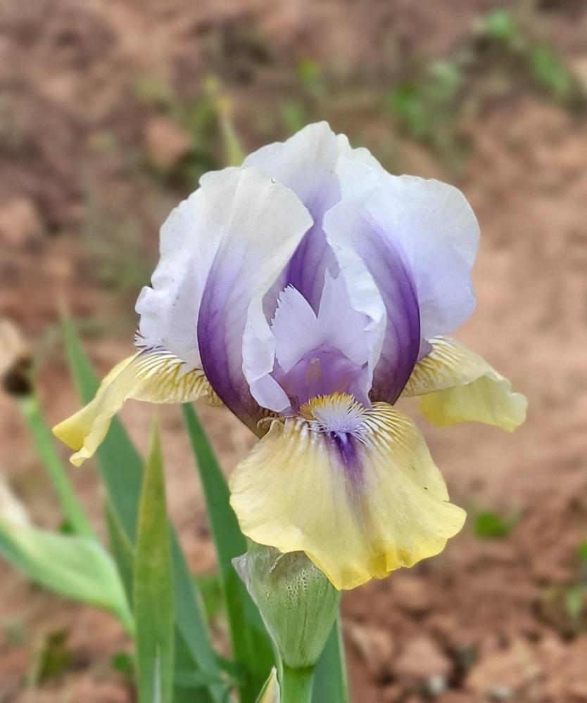 Photo of Intermediate Bearded Iris (Iris 'Double Your Fun') uploaded by Bitoftrouble