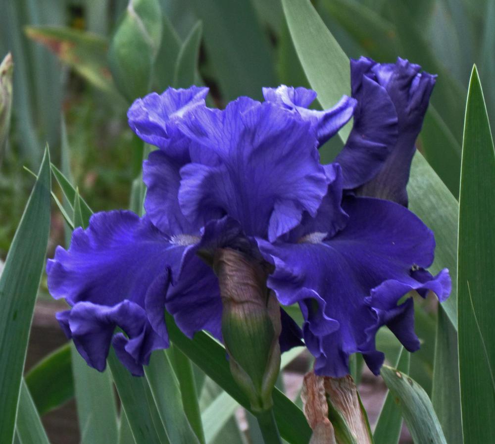 Photo of Tall Bearded Iris (Iris 'Adriatic Waves') uploaded by LynNY