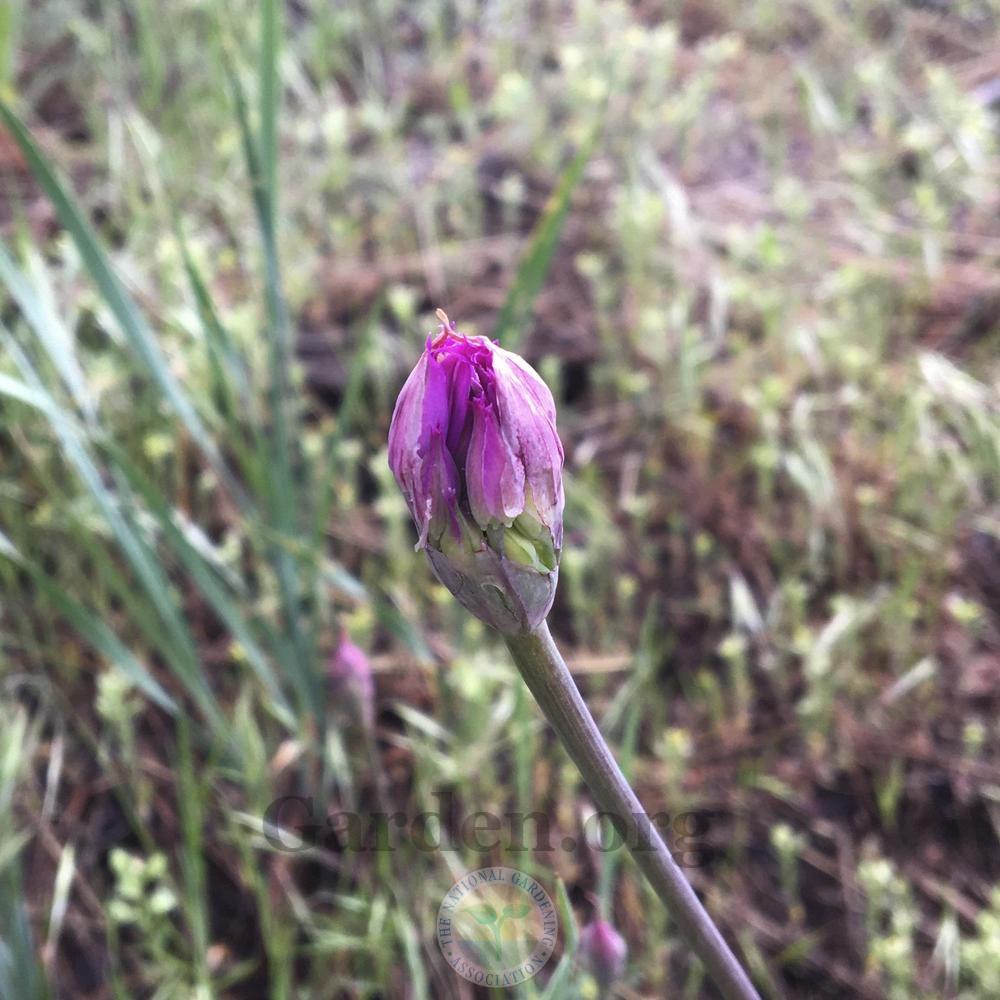 Photo of Tapertip Onion (Allium acuminatum) uploaded by BlueOddish