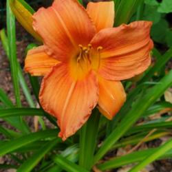 Location: Cary, North Carolina private garden
Date: 2023-05-25
First Daylily of the season, not sure of variety name