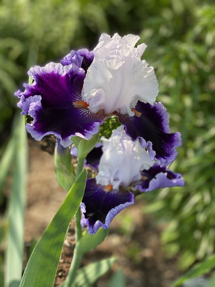 Photo of Tall Bearded Iris (Iris 'Bravery') uploaded by Legalily