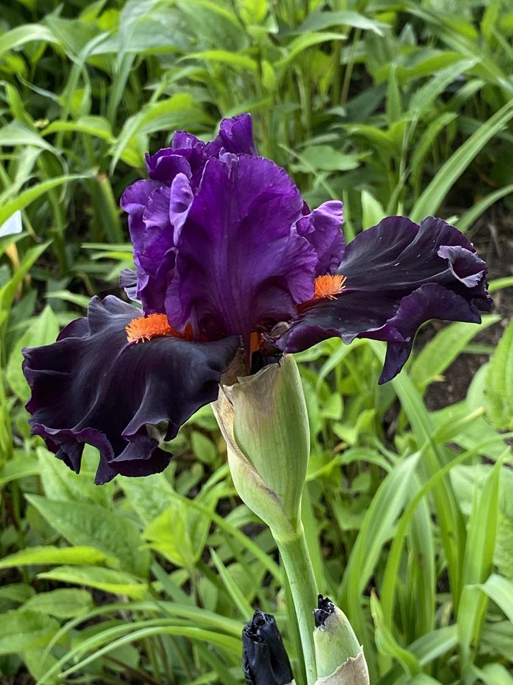 Photo of Tall Bearded Iris (Iris 'Sharp Dressed Man') uploaded by Legalily