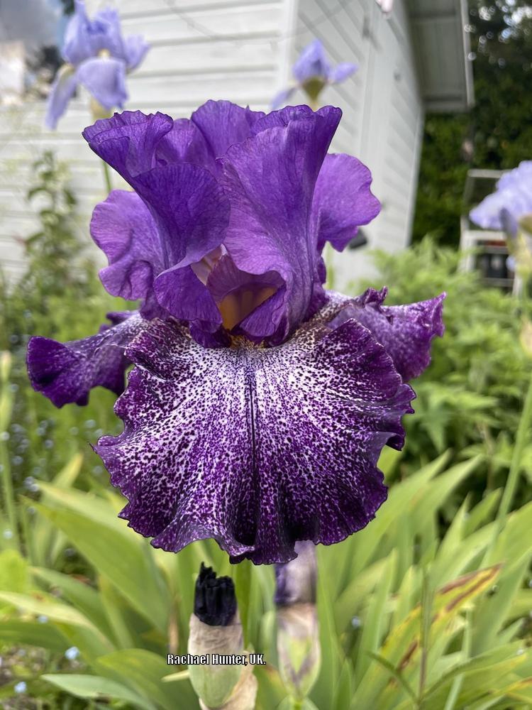 Photo of Tall Bearded Iris (Iris 'Celestial Explosion') uploaded by RachaelHunter